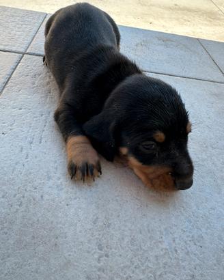 Cuccioli di bassotto tedesco