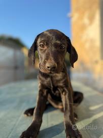 Cuccioli di labrador