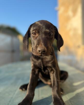 Cuccioli di labrador