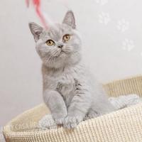 Cuccioli Scottish fold / straight e British