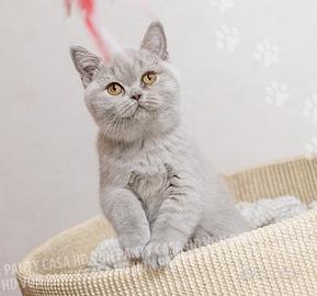 Cuccioli Scottish fold / straight e British