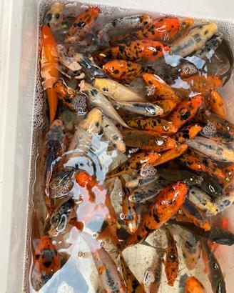 Carpe koi colori caldi