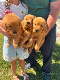 Golden retriever cuccioli americani