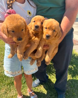 Golden retriever cuccioli americani