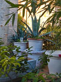 Aloe in vaso e senza