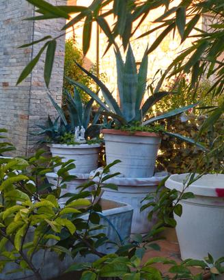 Aloe in vaso e senza