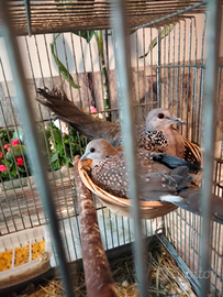 Coppia Tortore africane