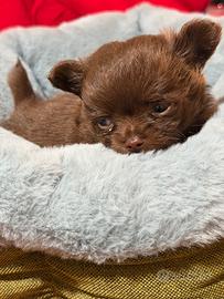 Chihuahua pelo lungo