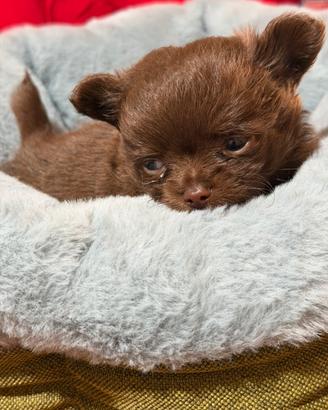 Chihuahua pelo lungo