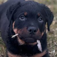 Rottweiler cuccioli