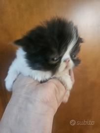 Gatto persiano ipertipico femmina