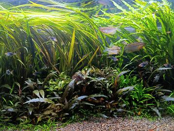 Pesci acquario tropicale dolce