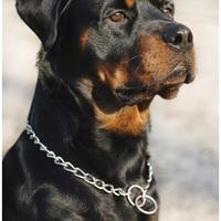 Rotweiller