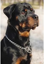 Rotweiller