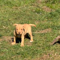 Cuccioli pitbull