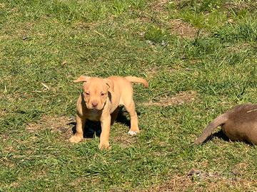 Cuccioli pitbull
