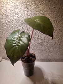 alocasia 