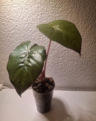 alocasia 