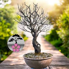 Bonsai prunus mahaleb