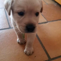 Cuccioli di labrador