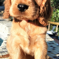Cocker spaniel inglese