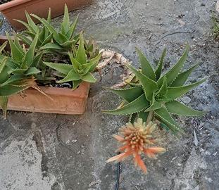 Piante di aloe arborescens in vaso