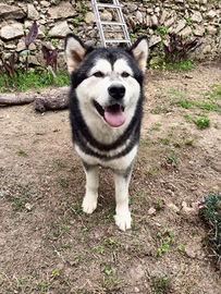 Alaskan Malamute