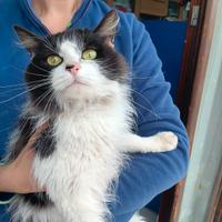 Gattina persiana 2 anni dolcissima abbandonata