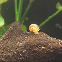 Lumache ( Planorbella arancione )