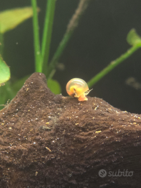 Lumache ( Planorbella arancione )