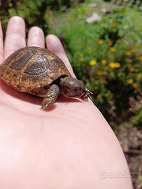 Tartarughe di terra