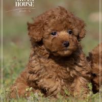 Barboncino toy oeiginali