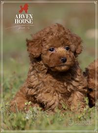 Barboncino toy oeiginali