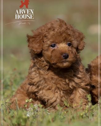 Barboncino toy oeiginali