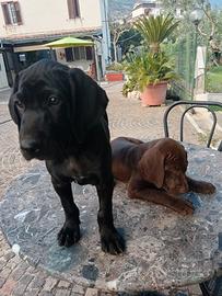 Cuccioli di bracco