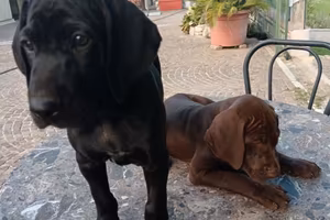 Cuccioli di bracco