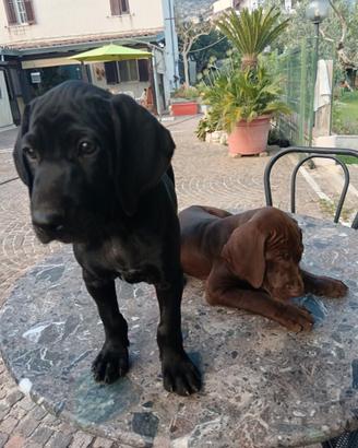 Cuccioli di bracco