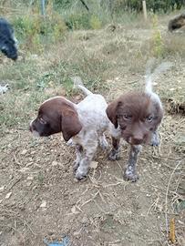 Bracco-lagotto