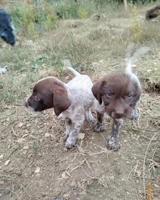 Bracco-lagotto