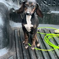 Cucciola di seguio