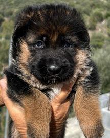 Cuccioli Pastore Tedesco