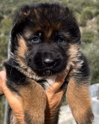 Cuccioli Pastore Tedesco