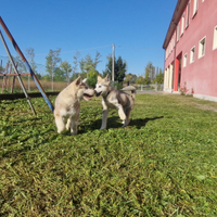 Alaskan Malamute 4 mesi