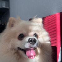 Maschio per accoppiamento