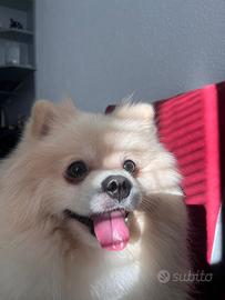 Maschio per accoppiamento