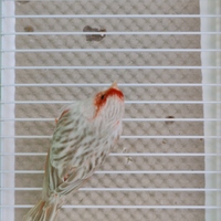 Canarini Isabella Mosaico Rosso