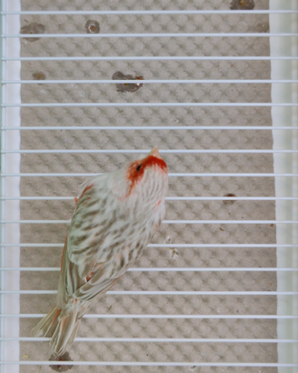 Canarini Isabella Mosaico Rosso