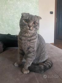 Scottish Fold