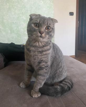 Scottish Fold