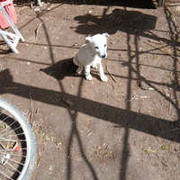 Cucciolo di Maremano